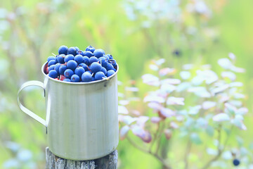 blueberries in an iron cup in the forest, hiking background vitamins, northern berries finland food wildlife
