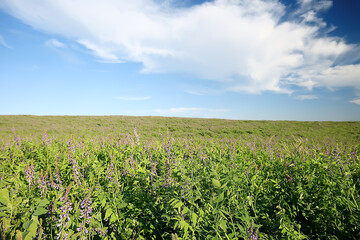 landscape wildflowers / large field and sky landscape in the village, purple flowers wildlife