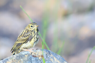 little wagtail bird chick, wildlife bird sitting on a stone