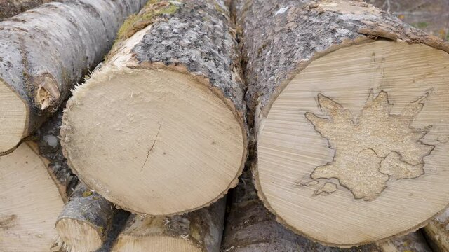 The closer look of the logs round ends of the aspen tree