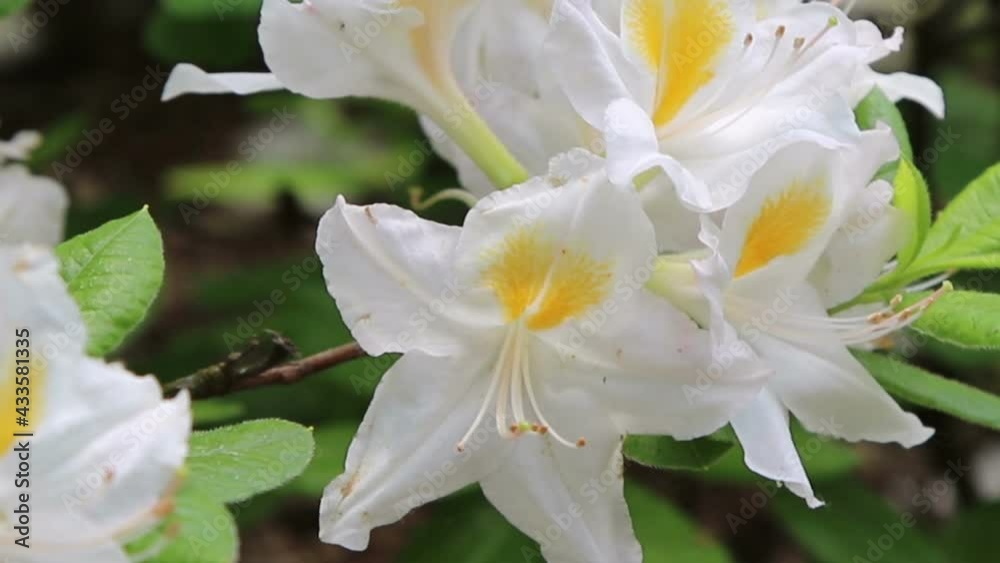 Sticker Blossoming flowers rhododendron in the botanical garden, nature background.