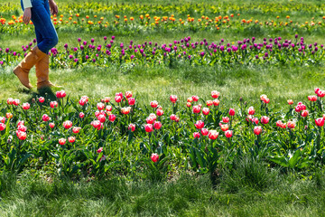 Beautiful scenic view of rows blooming tulips on dutch flower farm field and female farmer grower walking on bright sunny day. Colorful green blossoming park or garden. Eco tourism travel concept