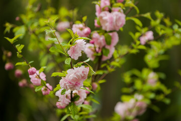 spring decorative garden tree with flowers on branches