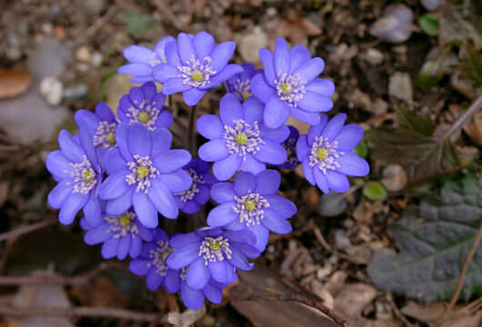 Leberbl&uuml;mchen - Hepatica nobilis