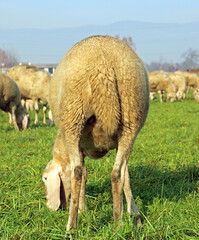 sheep photographed from behind in a sheep flock