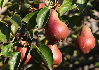 ripe pears hanging from the pear tree in the orchard that does not use pesticides
