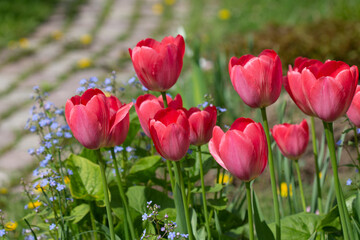 red tulips in the garden