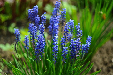 Muscari flower. Muscari armeniacum. Grape Hyacinths. Muscari armeniacum plant with blue flowers.