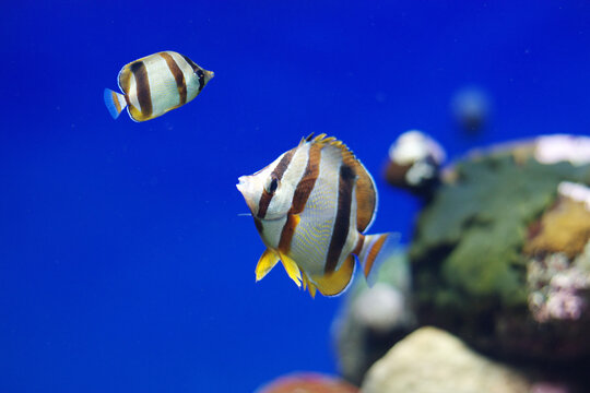 Butterfly fish close up in the blue sea