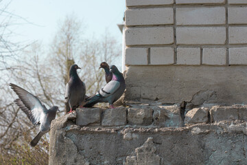Fototapeta premium Pigeons sit on a brick building and look at each other, gossiping. Conceptual photography.