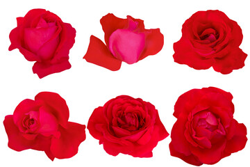 Red Rose with clipping path.Red rose isolated on white background.