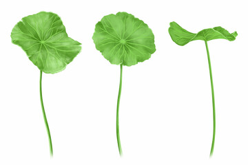 Gotu kola leaf digital illustration on white background, health care and medical concept