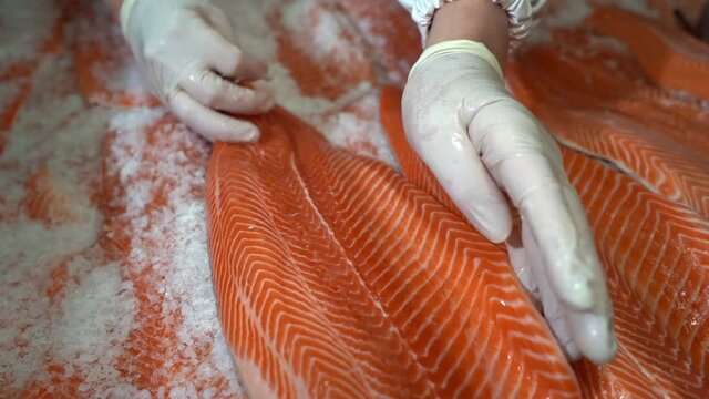 Person with rubber gloves gently laying down fresh raw salmon fillet in salt - Salted smoked salmon preparation