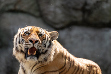 カッコいいアムールトラ