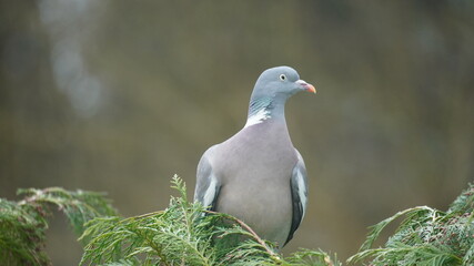 A pigeon sat on a tree