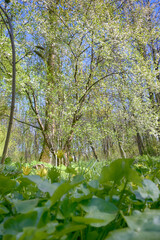 Lviv city spark in the early spring season