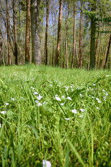 Lviv city spark in the early spring season