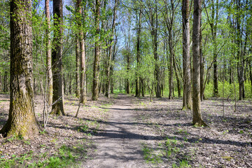 Lviv city spark in the early spring season