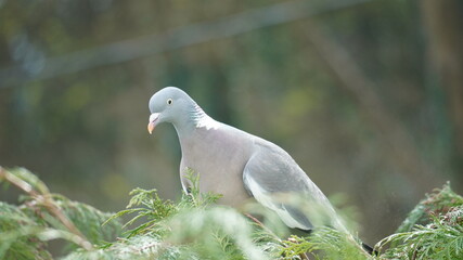 A pigeon sat on a tree