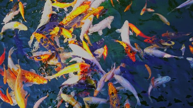 Goldfish in the pond. A group of colorful ornamental fish swims in the pool. Koi fish. Underwater world. Cherished dreams. Make a wish. Outdoor recreation. Enjoy the silence. Feeding fish.