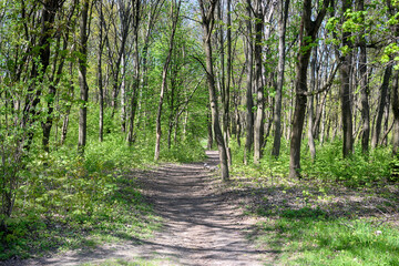 Fototapeta premium Lviv city spark in the early spring season