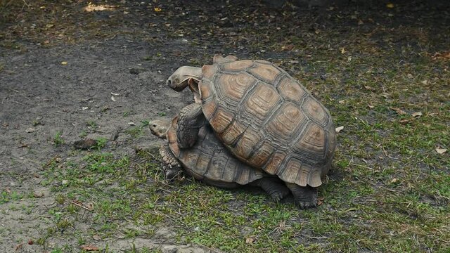 Extension of the genus. Turtles have sex. Mating tortoises in the wild. The relationship between animals. The mating season. Turtle breeding. Tourism. Wildlife. Reserve. National park.