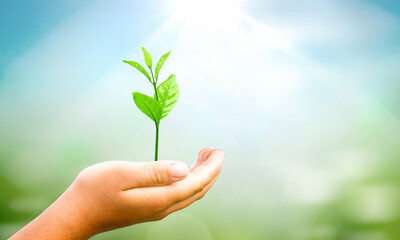 World environment day concept: hands holding  plant over green background