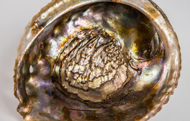Beautiful sea shell with mother of pearl on a white background.
