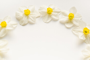 daffodils on a white background, white flowers on a white background, flowers on a white background 