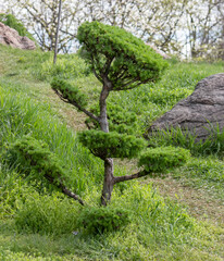 Larix, larch tree, pruned in the style of a bonsai tree. Ornamental plant for yard decoration.