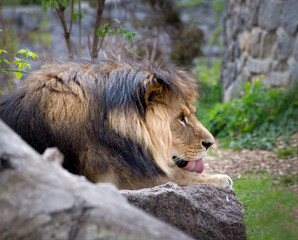 Male Lion resting in the zoo. African exotic animal portrait