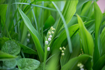 Obraz premium lily of the valley