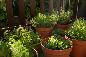 Fototapeta na wymiar Fresh Herbs Grow in Containers on City Balcony in Sunlight. Grow Your Own Herbs at Home