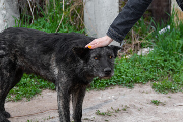 A woman's hand strokes the head of a stray dog in the street in the spring against the background of green grass and a track. Contact with homeless animals. Expressive brown eyes. High quality photo