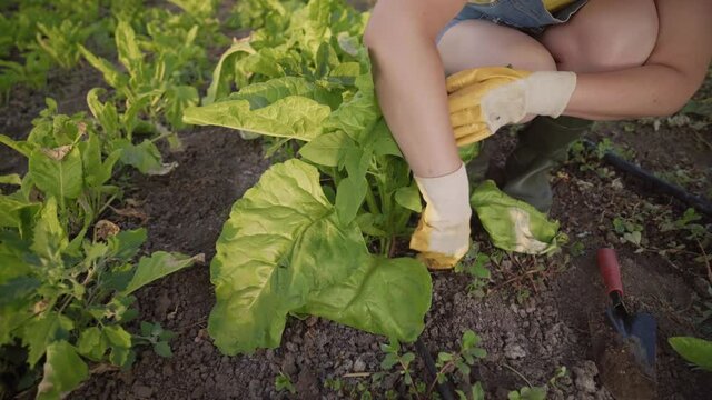 A farmer takes care of the plantings. Gardener pulling out weeds. Young woman working on the ground. Vegetable growing.  Organic products from the home garden. Small business.
