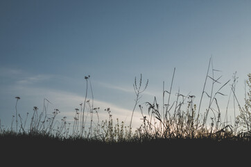 The silhouette of wild grasses against the sky after sunset