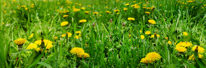 Banner of colorful blooming dandelions and green grass as a background