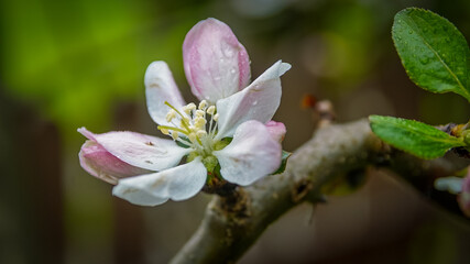 kwiaty dzikiej jabłoni wiosną w ogrodzie