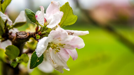 kwiaty dzikiej jabłoni wiosną w ogrodzie - obrazy, fototapety, plakaty