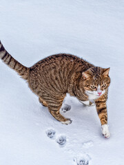 A cat walks through the snow