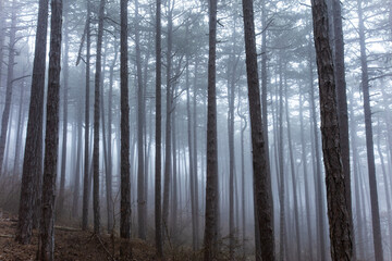 Fototapeta premium misty autumn forest in the morning