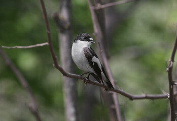 A male European pied flycatcher (Ficedula hypoleuca) is photographed on a branch close-up in its natural habitat.