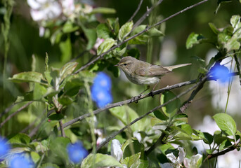 common chiffchaff (Phylloscopus collybita) photographed in soft sunlight on the branches of a blooming wild apple tree