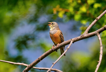 Close-up photo of male The ortolan (Emberiza hortulana) sitting on a branch in breeding plumage. The bird's distinctive features are clearly visible.