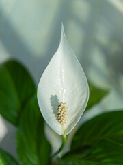White peace lily flower blooms. Beautiful nature close up took 4x3 ratio 6000 by 4500 pixels