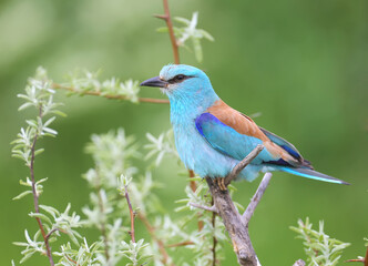Unusually bright and close-up photo of a European roller (Coracias garrulus) in breeding plumage against a blurred background
