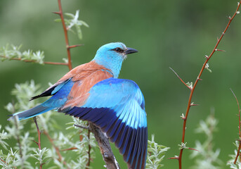 Naklejka premium Unusually bright and close-up photo of a European roller (Coracias garrulus) in breeding plumage against a blurred background