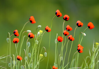 Bright color photo of red poppies on a green background