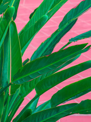Plants on pink fashion wallpaper. Palm green. Minimal tropical design. Travel holiday relax nature concept. Canary Islands