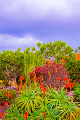 Fashion tropical location.  Green and cactus garden area,  Canary islands. Travel advertising banner wallpaper